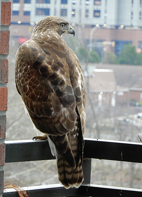 Red-tailed Hawk
