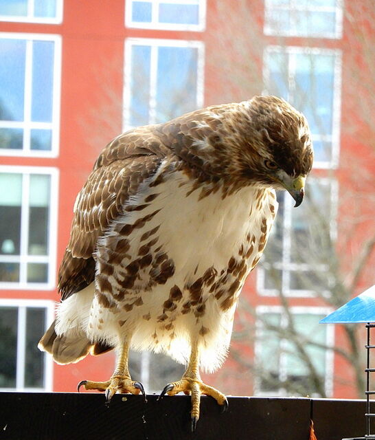 Red-tailed Hawk
