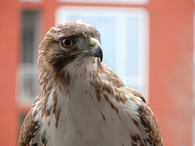 Red-tailed Hawk