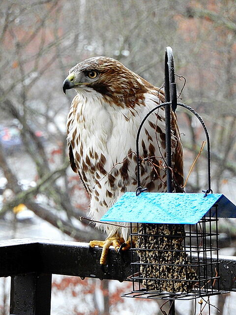 Red-tailed Hawk