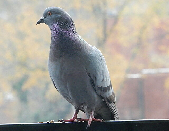 Rock Pigeon