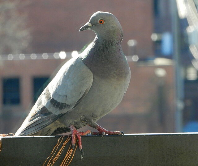 Rock Pigeon