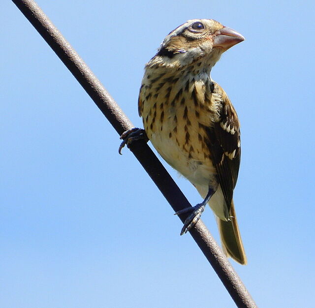 Rose-breasted Grosbeak