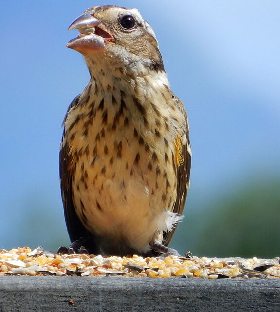 Rose-breasted Grosbeak