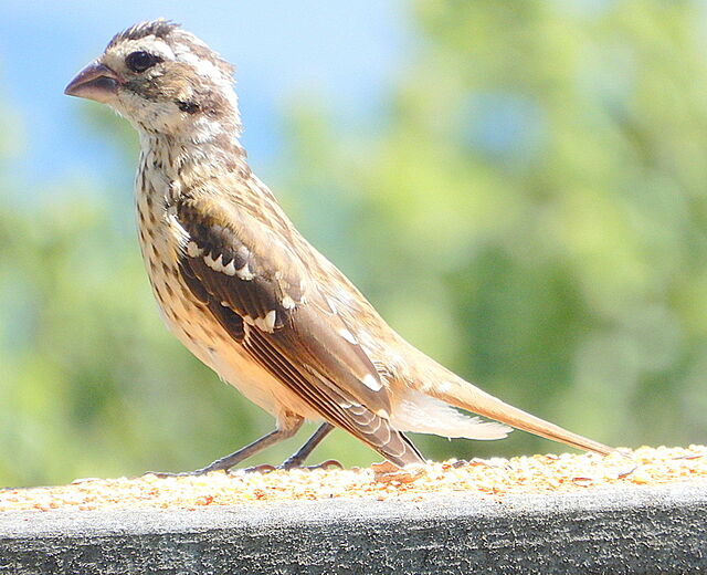 Rose-breasted Grosbeak