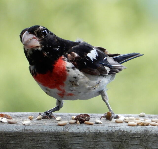 Rose Breasted Grosbeak Rose Breasted Grosbeak Grosbeak 4