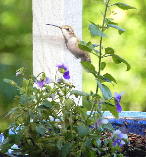 Ruby-throated Hummingbird