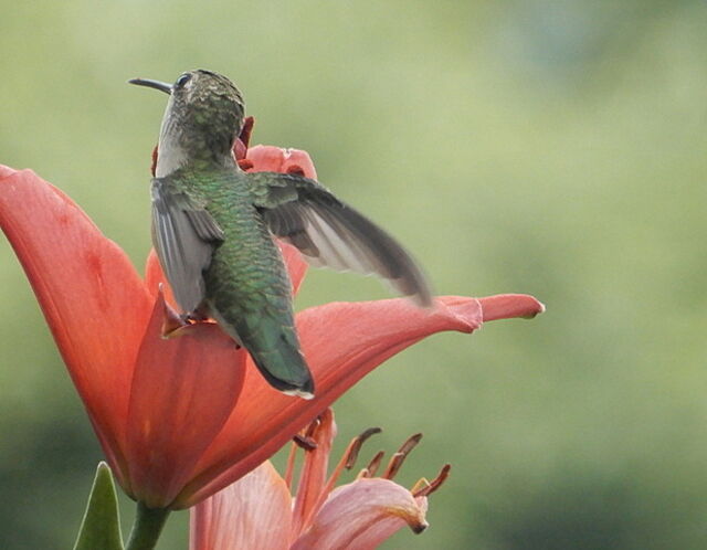 Ruby-throated Hummingbird