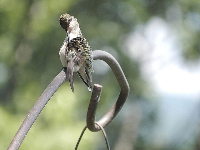 Ruby-throated Hummingbird