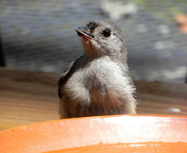 Tufted Titmouse