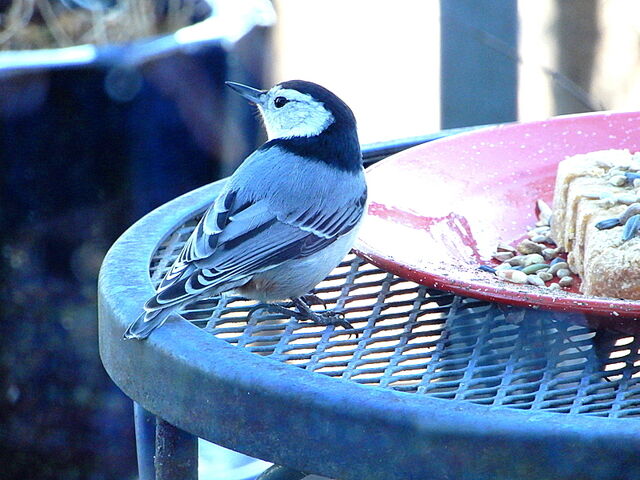 White-breasted Nuthatch