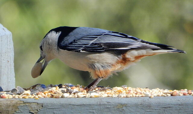 White-breasted Nuthatch