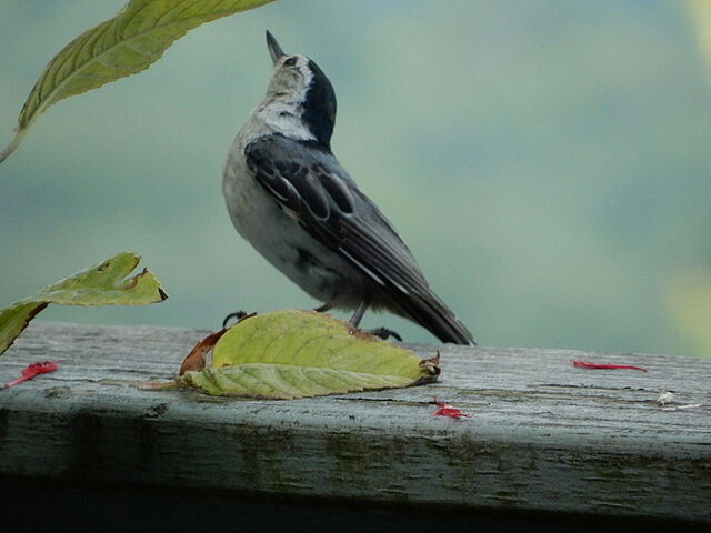 White-breasted Nuthatch