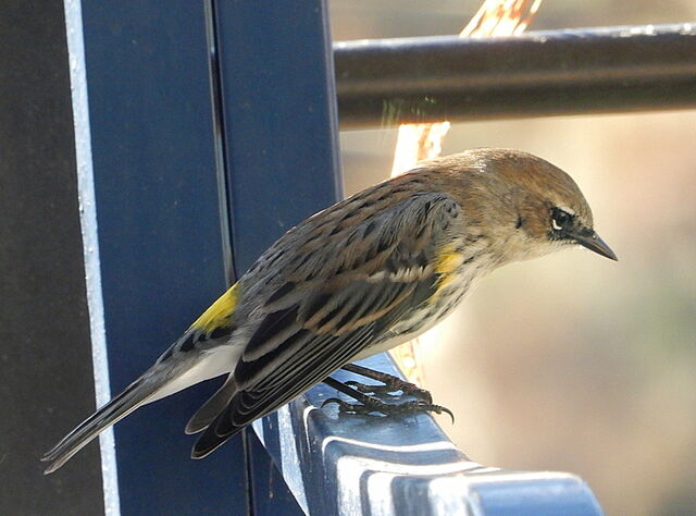Yellow-rumped Warbler