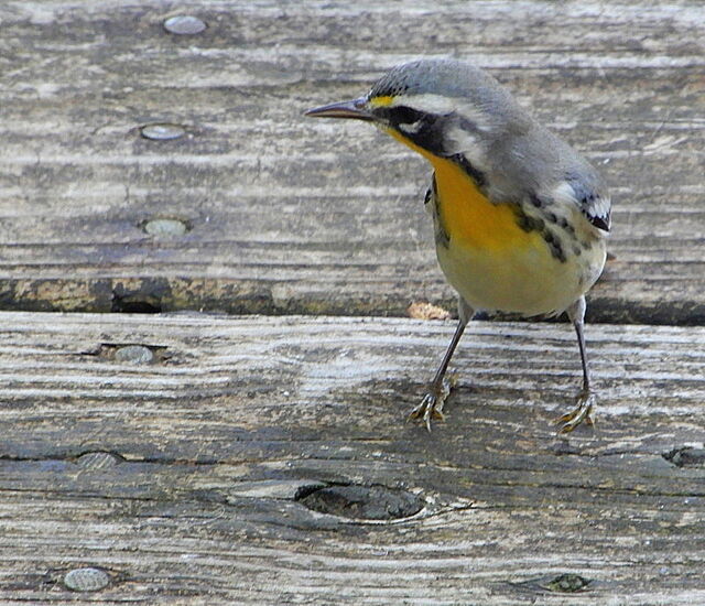 Yellow-throated Warbler