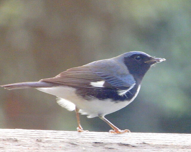 Black-throated Blue Warbler