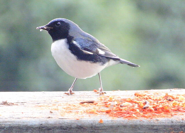 Black-throated Blue Warbler