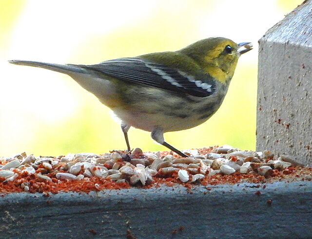 Black-throated Green Warbler