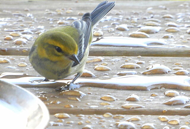 Black-throated Green Warbler