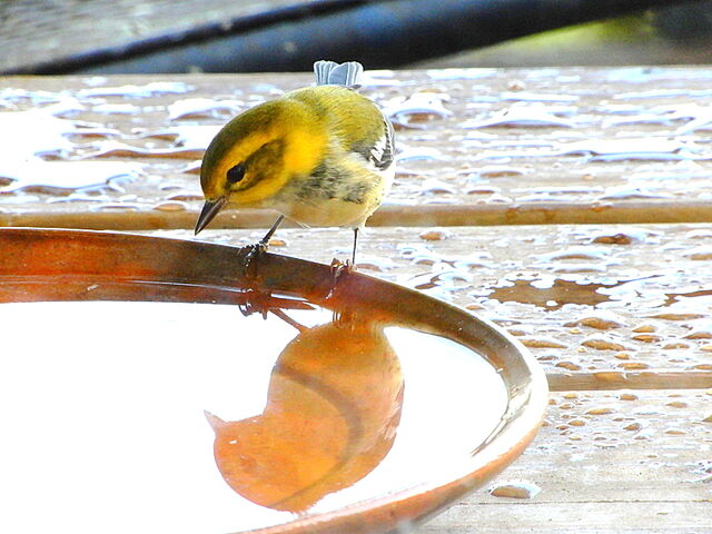Black-throated Green Warbler