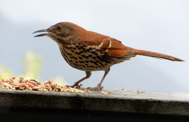 Brown Thrasher