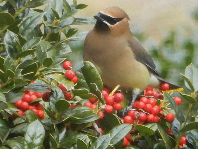 Cedar Waxwing