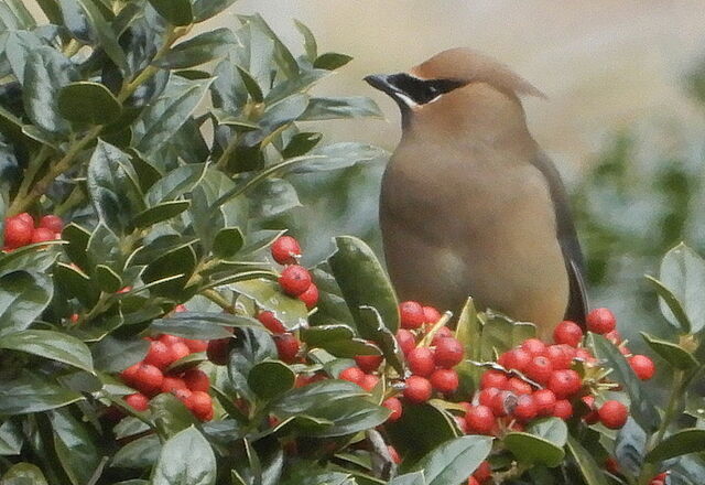 Cedar Waxwing
