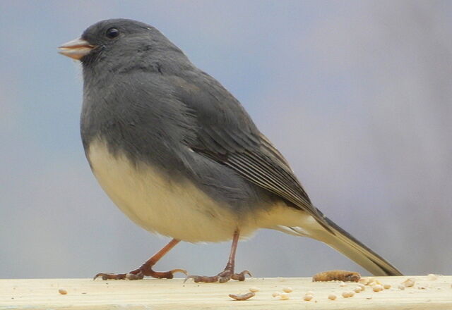 Dark-eyed Junco