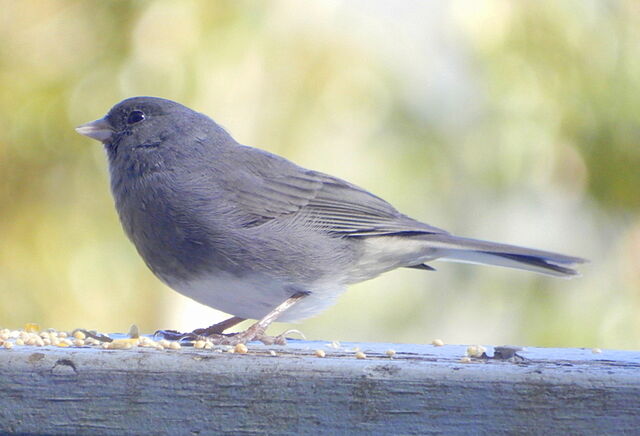 Dark-eyed Junco
