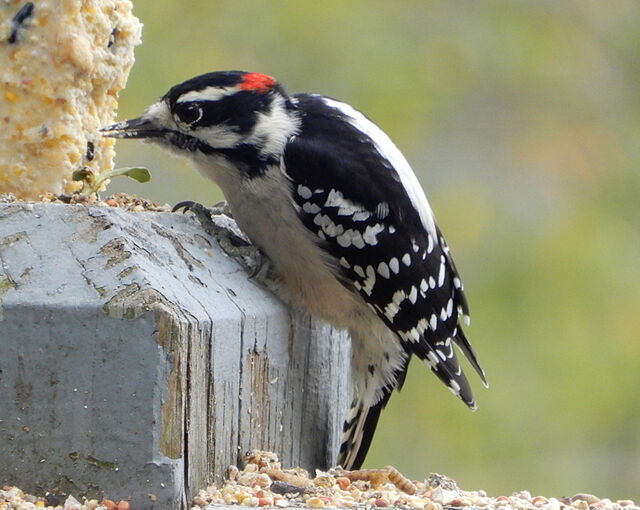 Downy Woodpecker