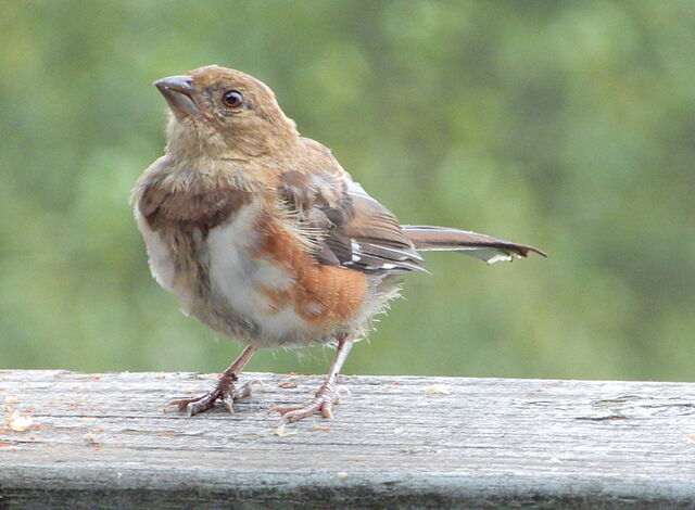 Eastern Towhee