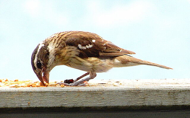 Rose-breasted Grosbeak