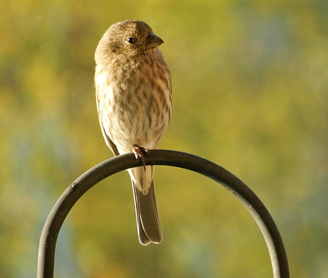 House Finch