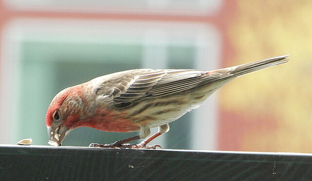 House Finch