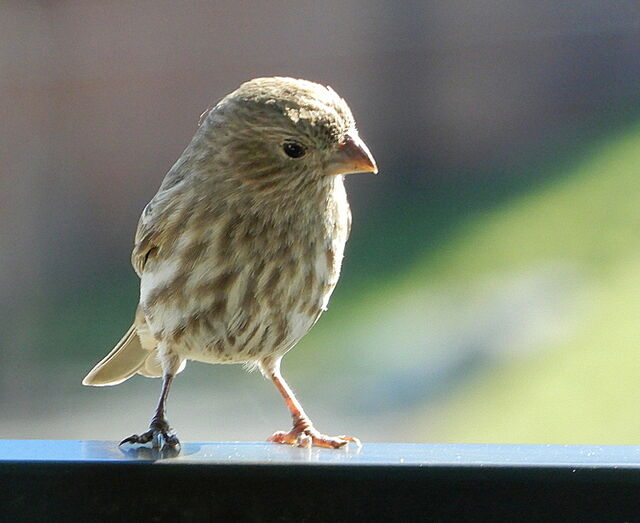House Finch