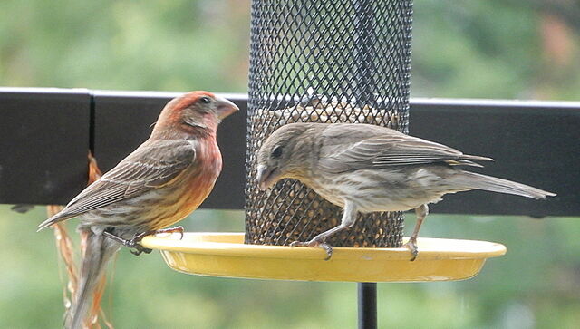House Finch