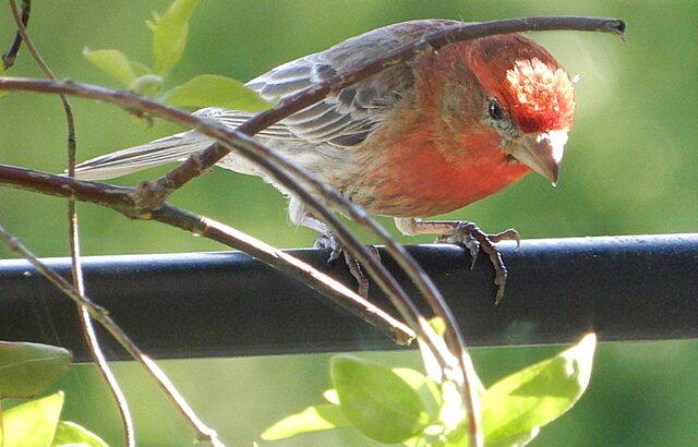 House Finch