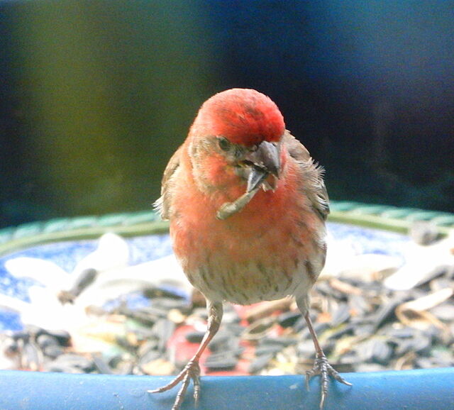House Finch