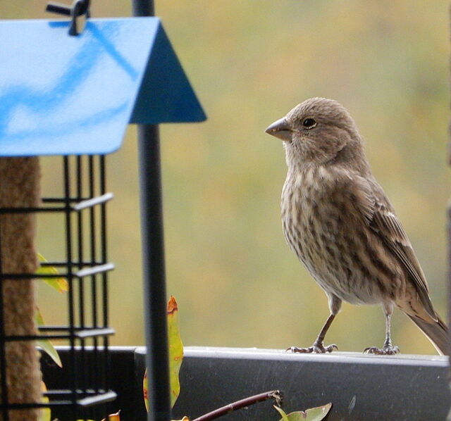 house-finch