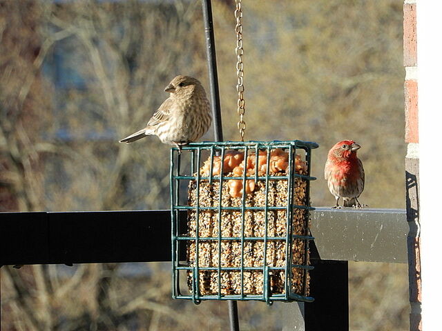 House Finch