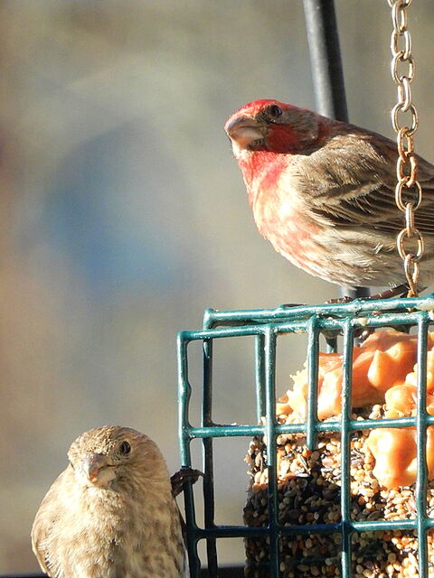 House Finch