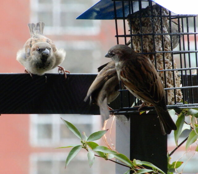 House Sparrow