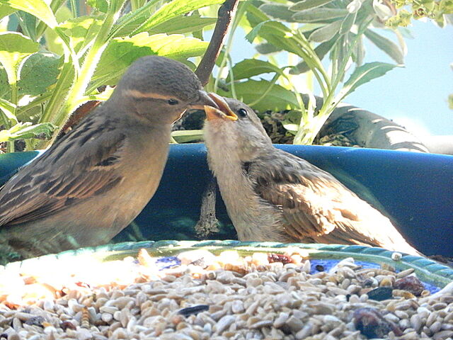 House Sparrow