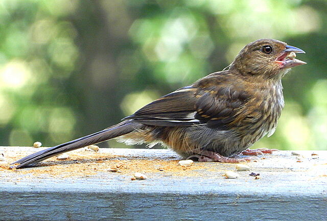 Eastern Towhee