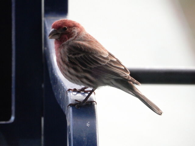 House Finch