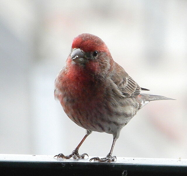 House Finch