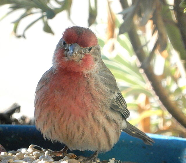 House Finch