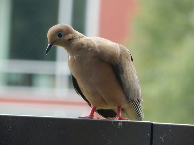 Mourning Dove