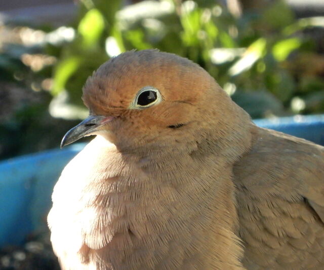 Mourning Dove