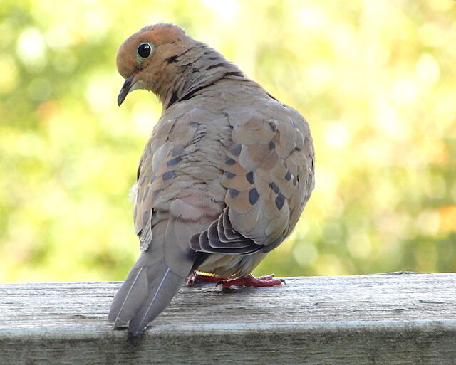 Mourning Dove